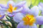 USA- Washington State- Seabeck. Crocus blossoms in spring. Art Print